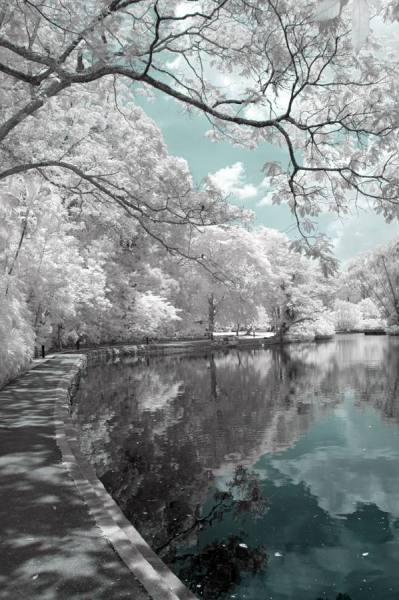 Photograph Ivan Joshua Loh Botanical Gardens on One Eyeland